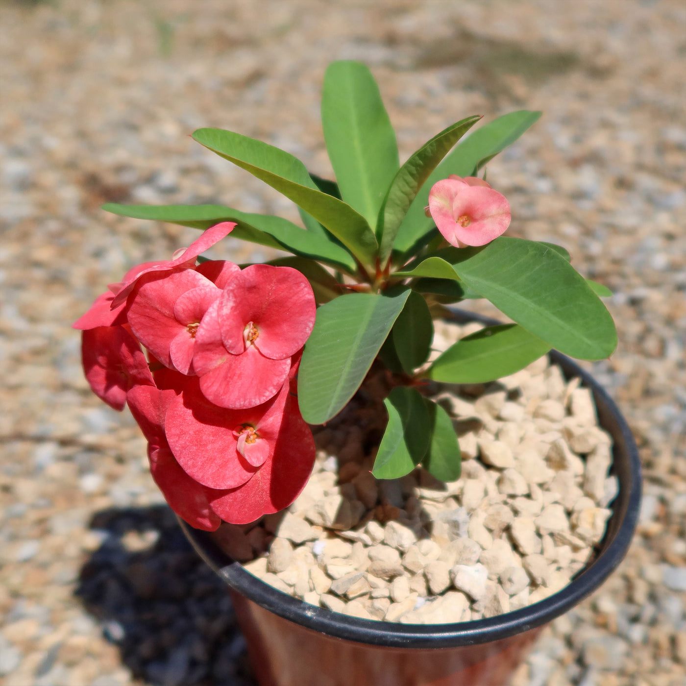 succulent with pink flowers name Shop 'Euphorbia milii grandiflora Sonia' Care and Info Planet Desert
