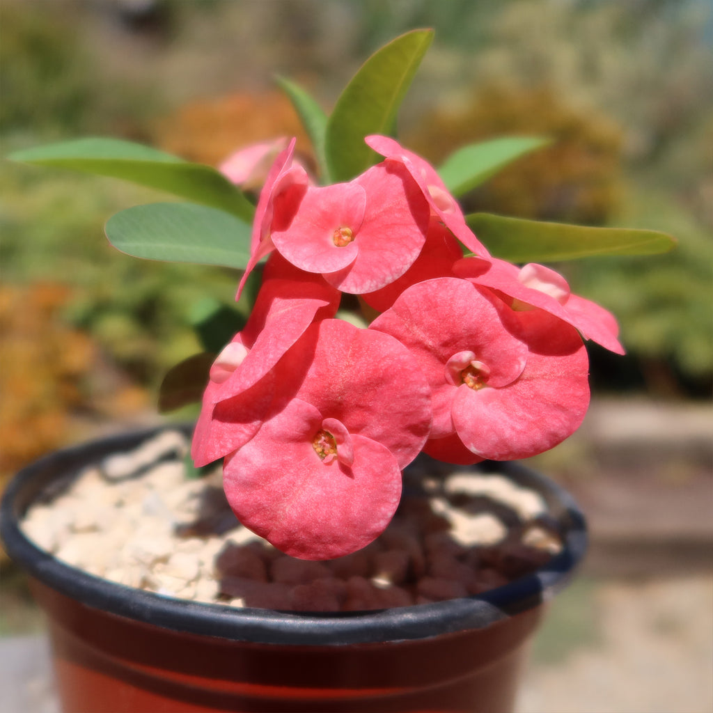 Euphorbia milii grandiflora ‘Sonia’