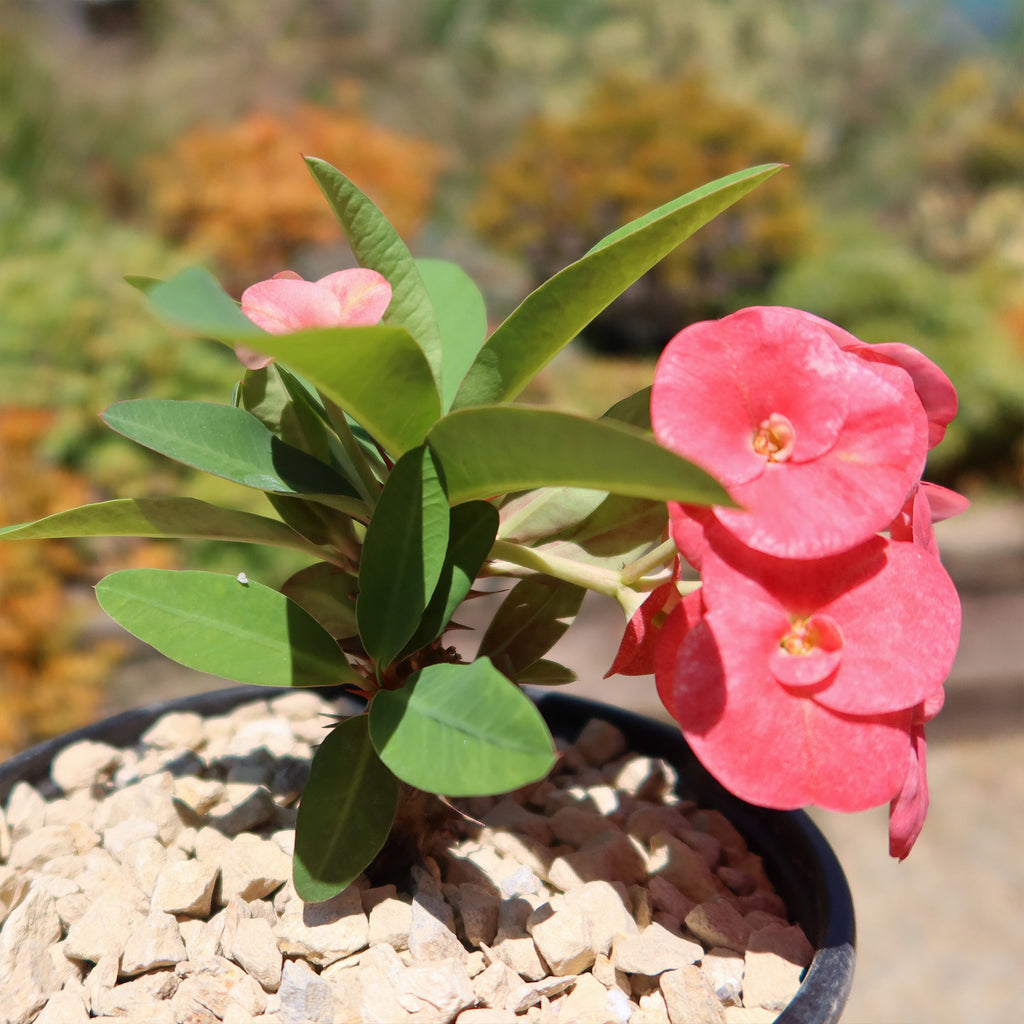 Euphorbia milii grandiflora ‘Sonia’