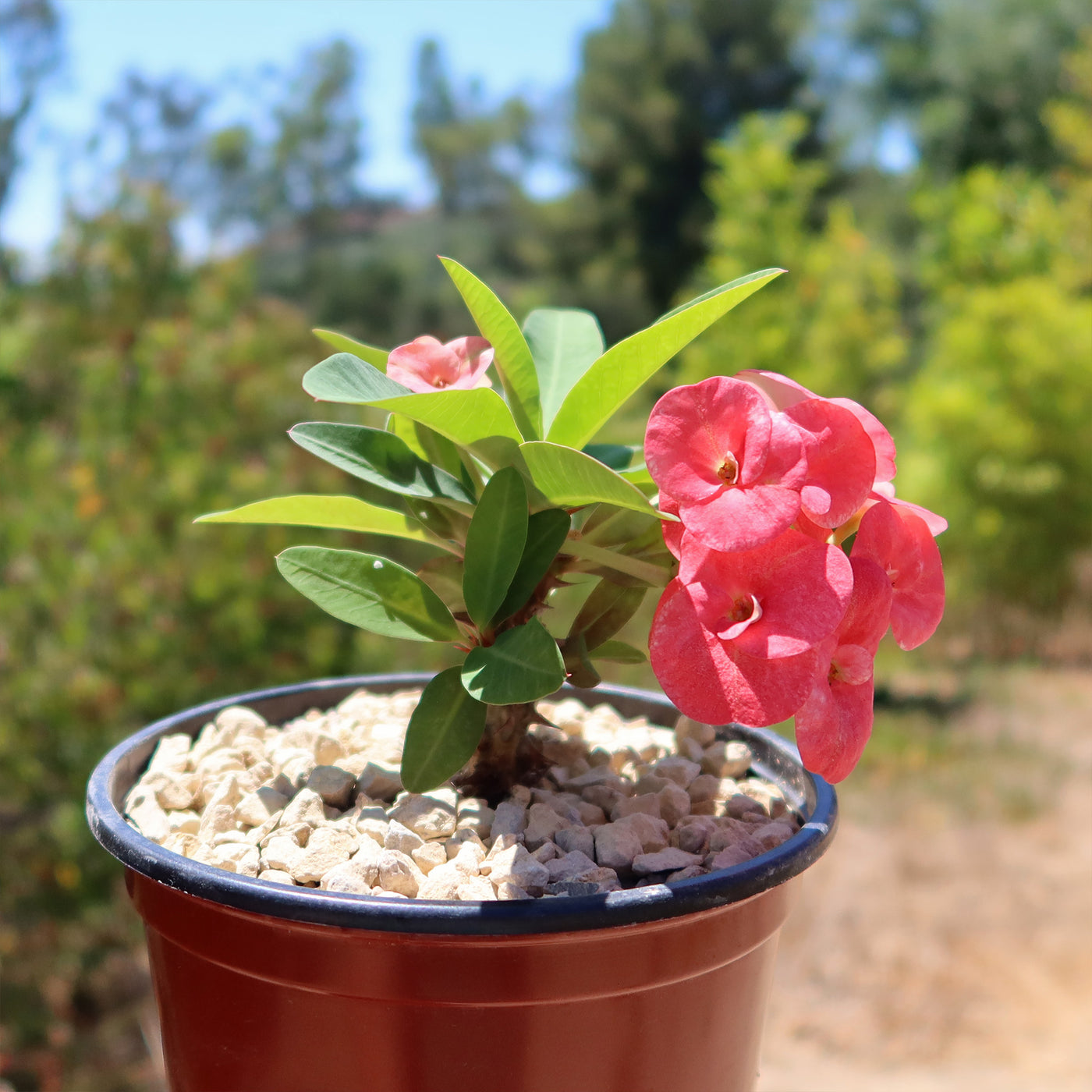 pot plant with red flowers Shop 'Euphorbia milii grandiflora Sonia' Care and Info Planet Desert