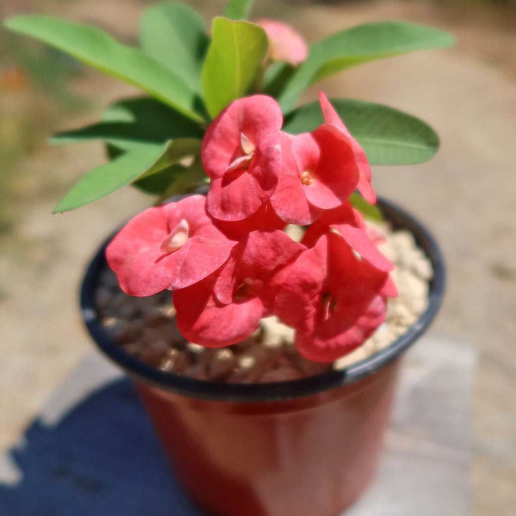 Euphorbia milii grandiflora ‘Sonia’