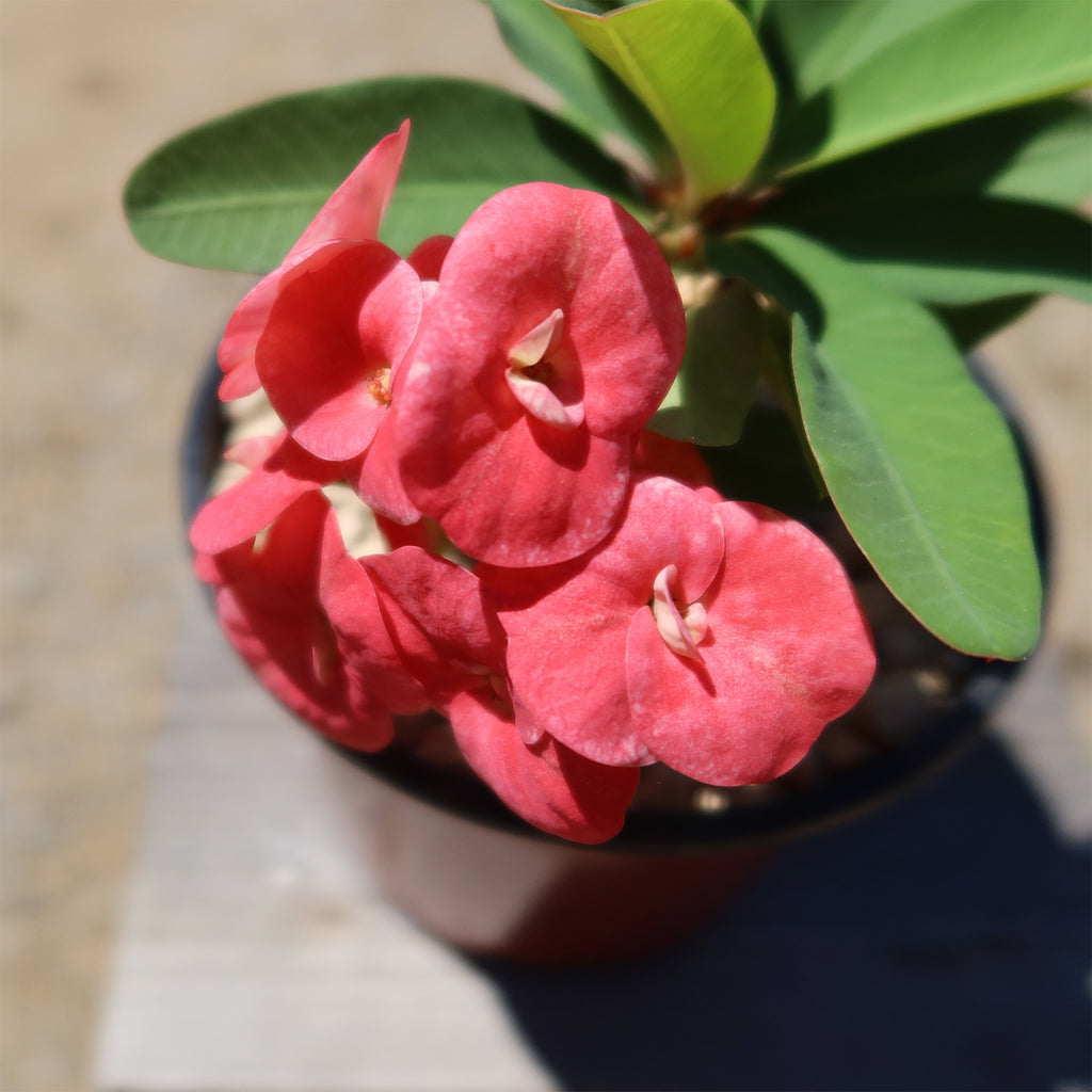 Euphorbia milii grandiflora ‘Sonia’