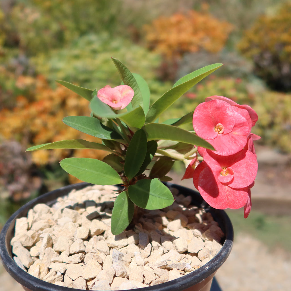 Euphorbia milii grandiflora ‘Sonia’