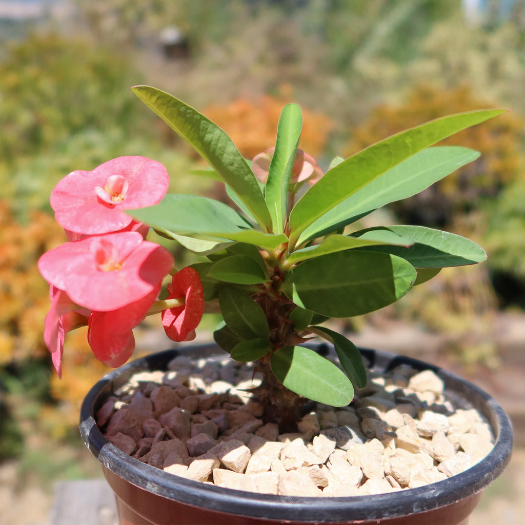Euphorbia milii grandiflora ‘Sonia’