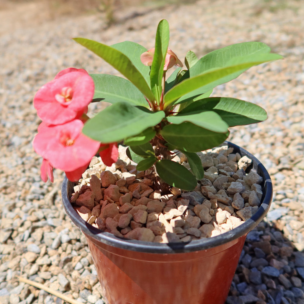 Euphorbia milii grandiflora ‘Sonia’