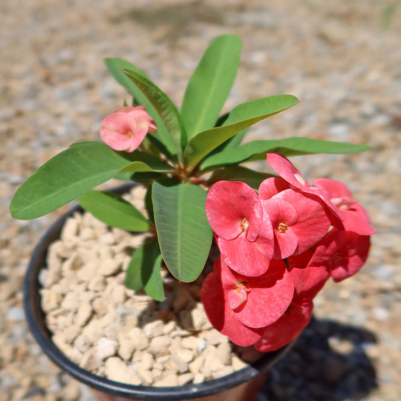euphorbia succulent Shop 'Euphorbia milii grandiflora Sonia' Care and Info Planet Desert