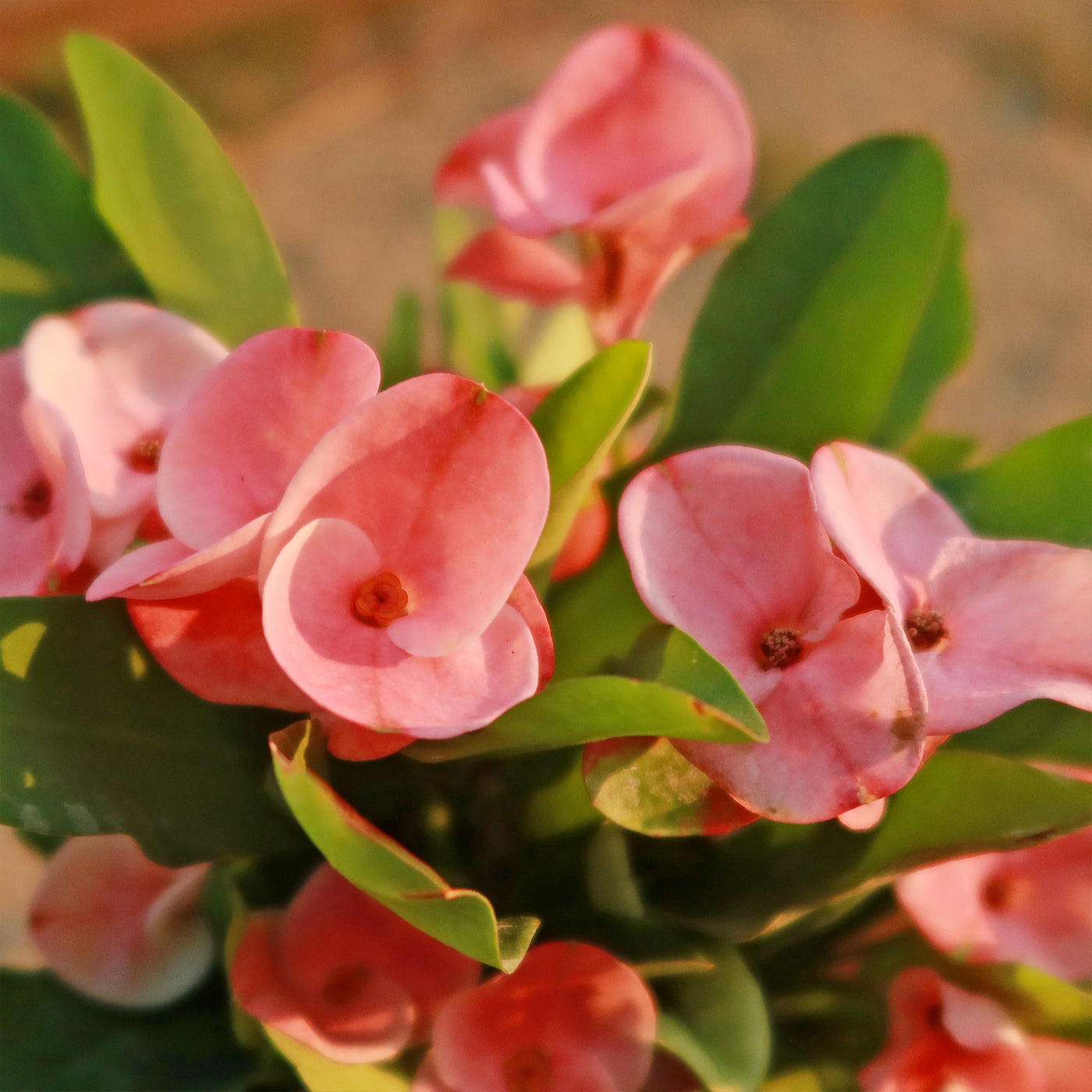 succulent apple Succulent | Euphorbia milii grandiflora green apple