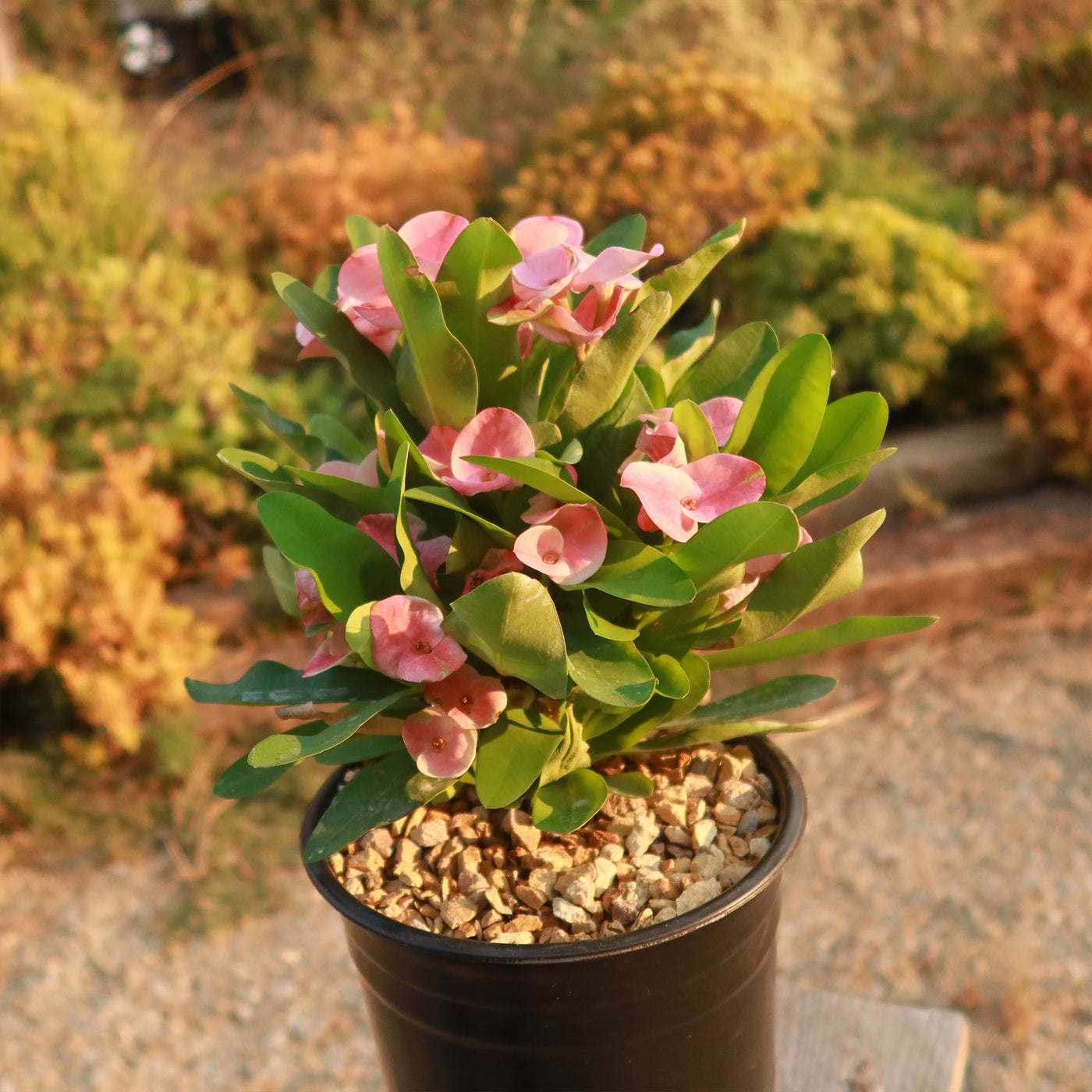 Euphorbia milii grandiflora green apple