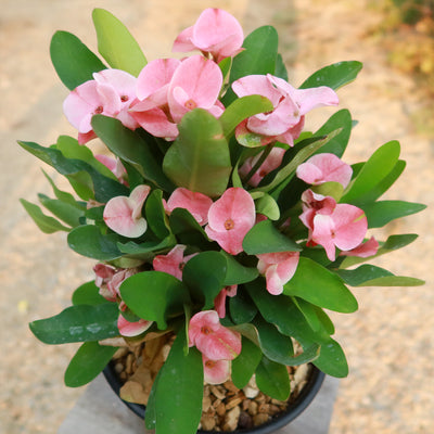 Euphorbia milii grandiflora green apple