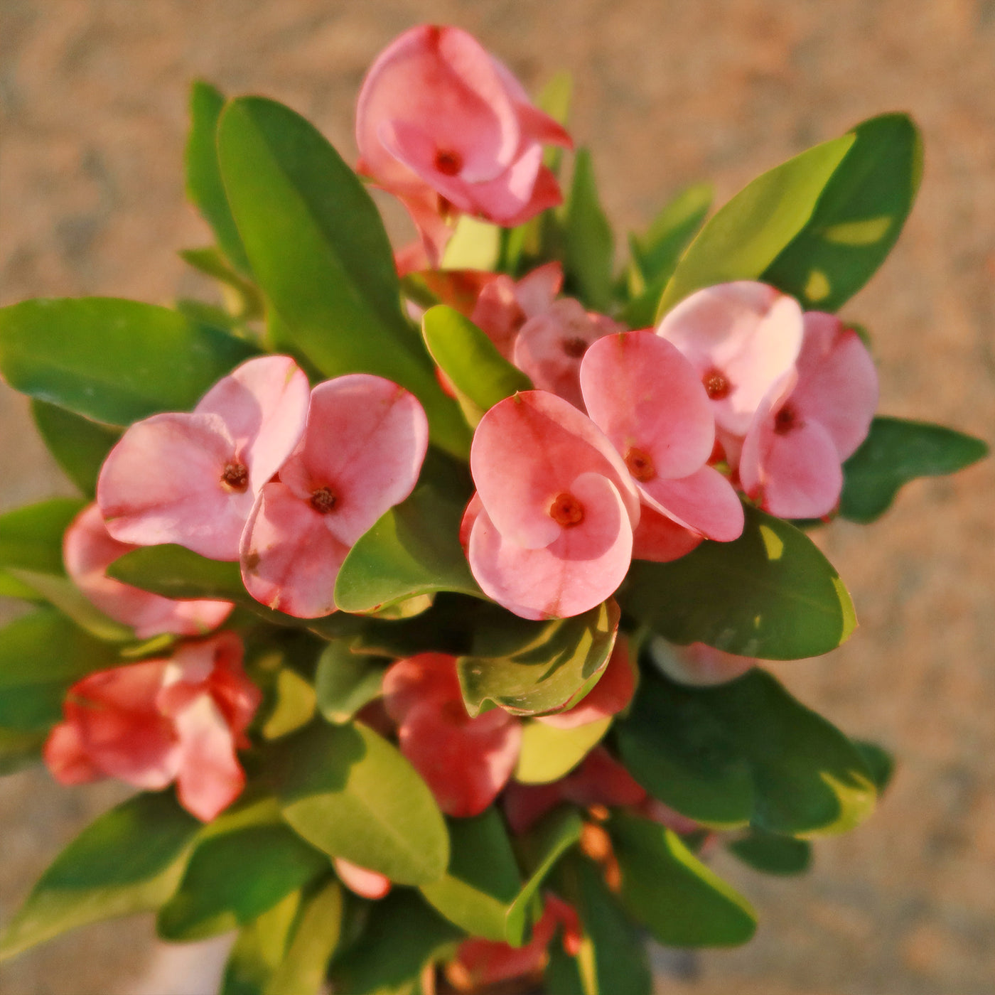 Euphorbia milii grandiflora green apple