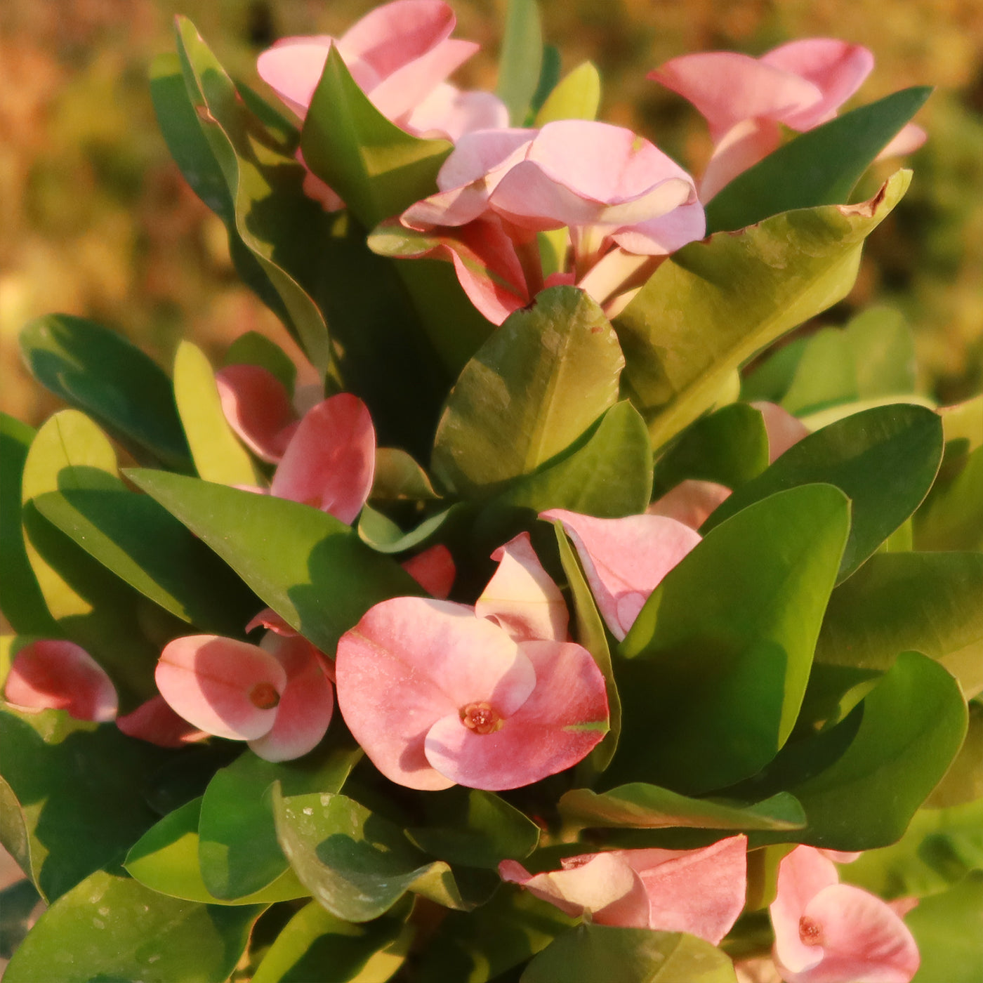 Euphorbia milii grandiflora green apple