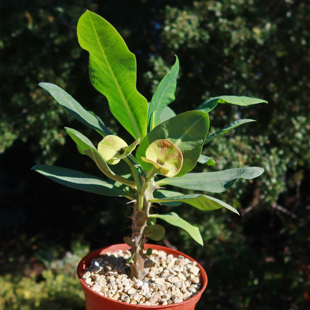 Euphorbia milii grandiflora nam chock-Yellow Red