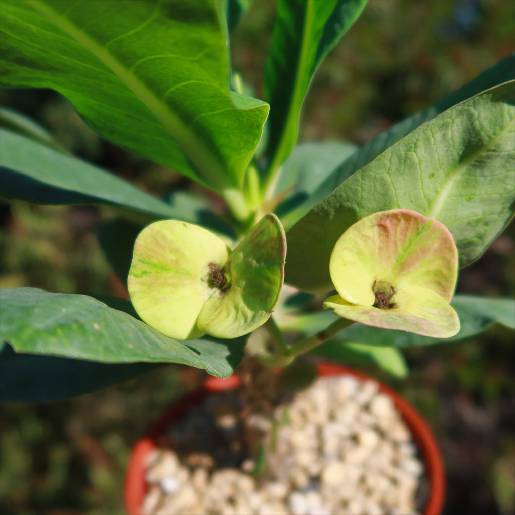 Euphorbia milii grandiflora nam chock-Yellow Red