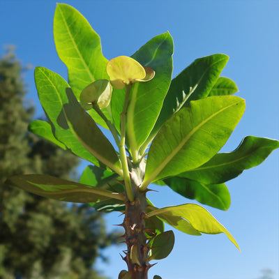 Euphorbia milii grandiflora nam chock