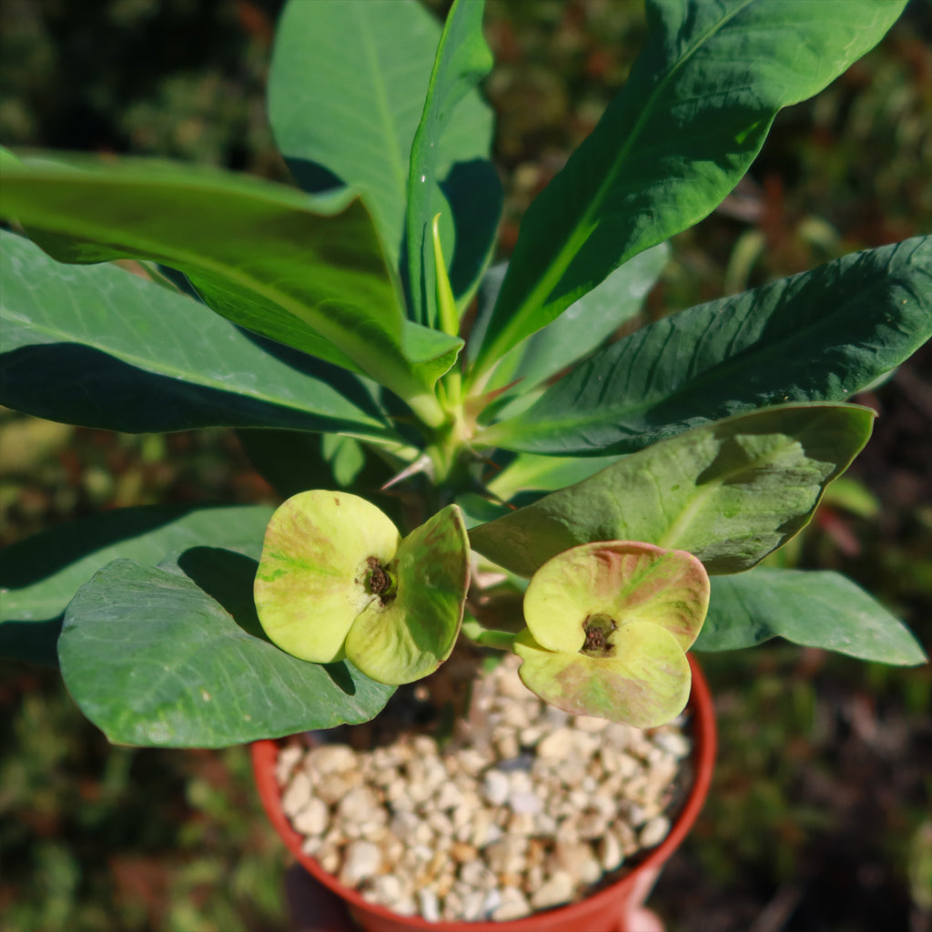 Euphorbia milii grandiflora nam chock-Yellow Red