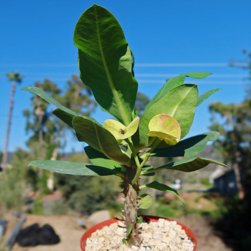 Euphorbia milii grandiflora nam chock-Yellow Red