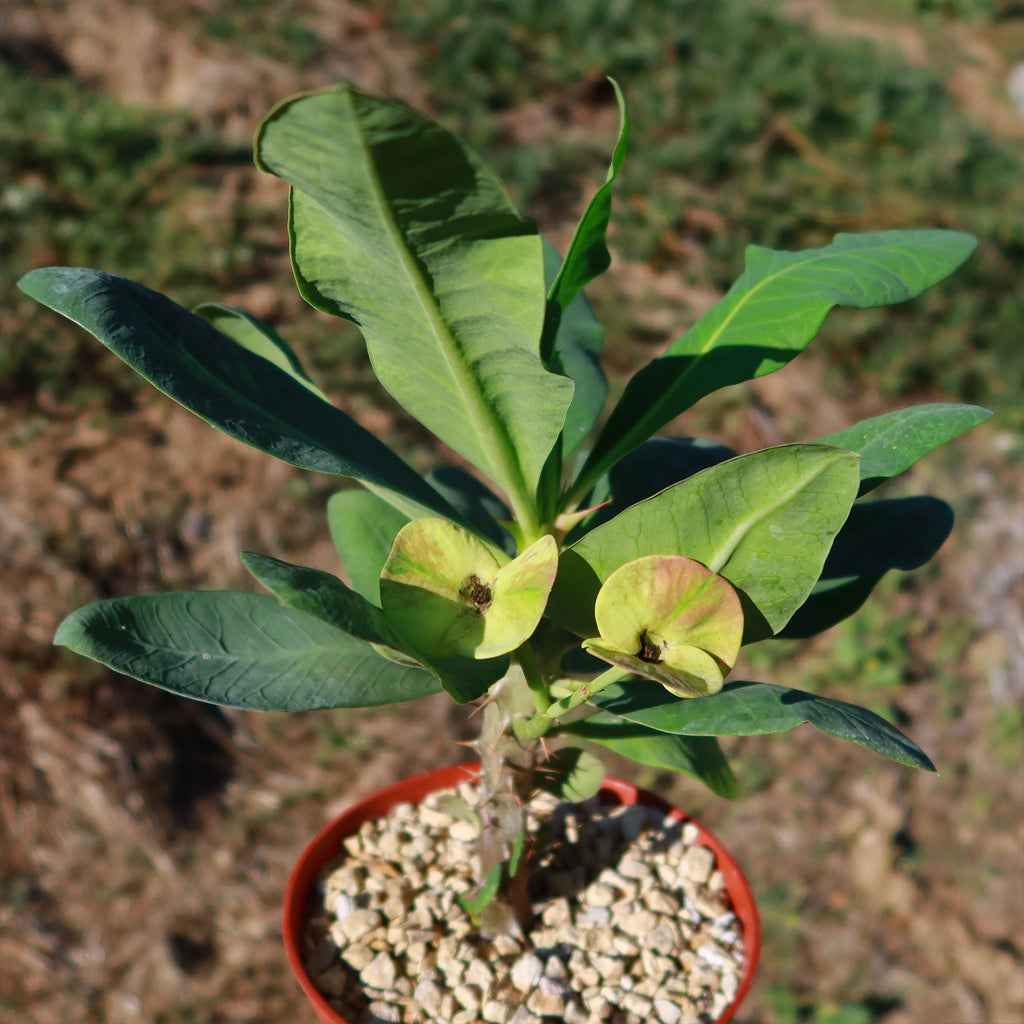 Euphorbia milii grandiflora nam chock-Yellow Red