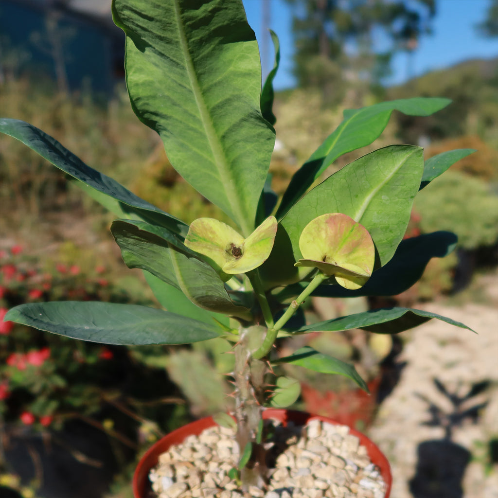 Euphorbia milii grandiflora nam chock-Yellow Red