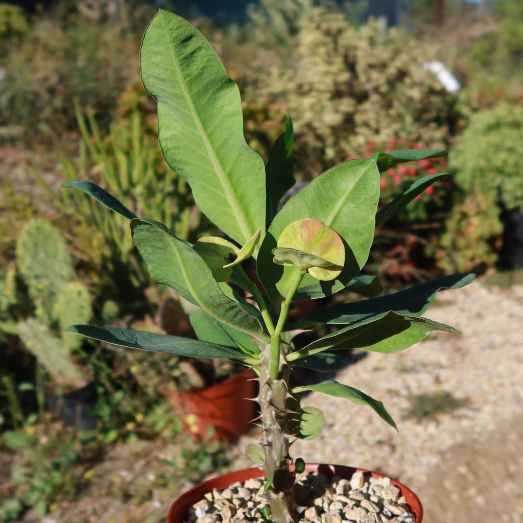 Euphorbia milii grandiflora nam chock-Yellow Red
