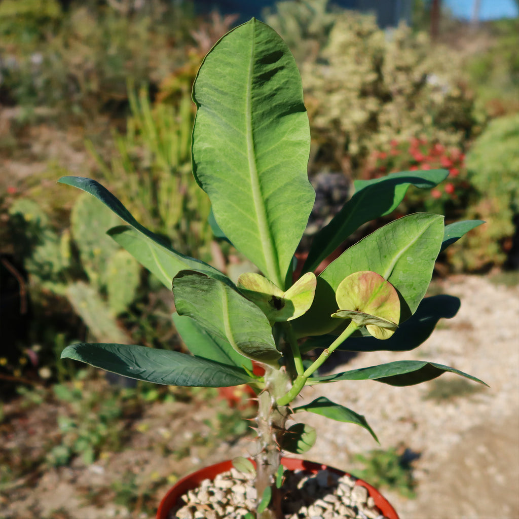 Euphorbia milii grandiflora nam chock-Yellow Red