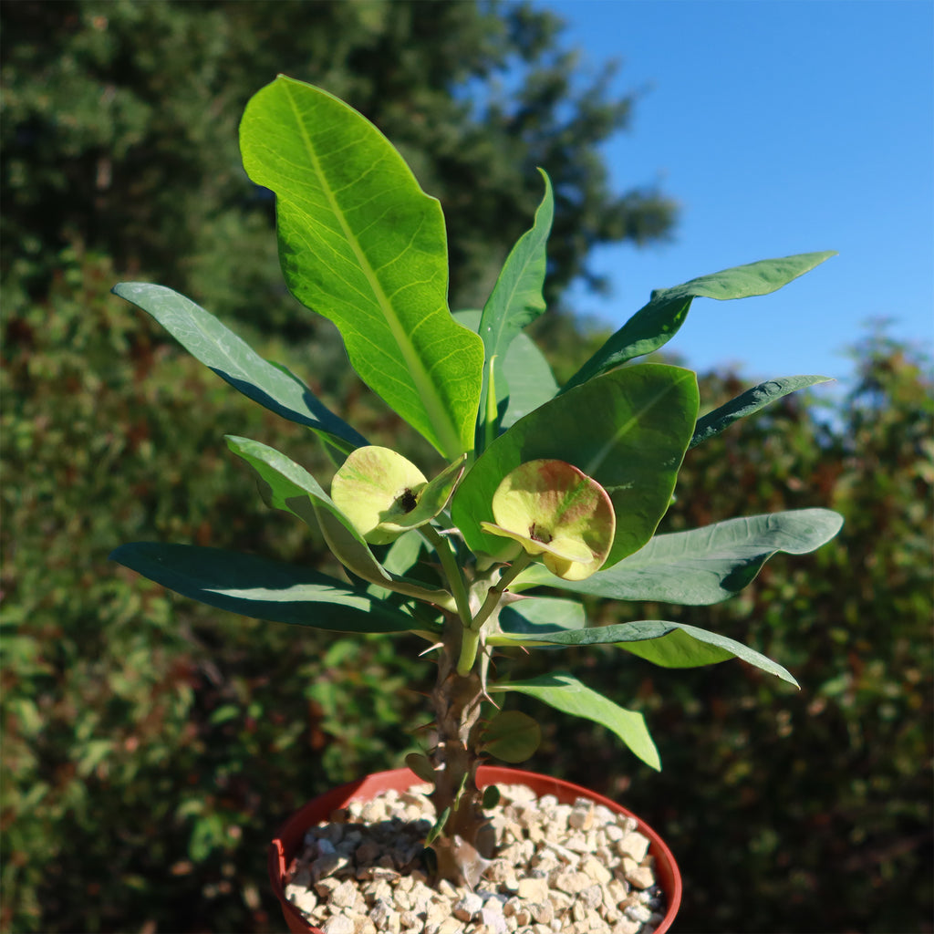 Euphorbia milii grandiflora nam chock-Yellow Red