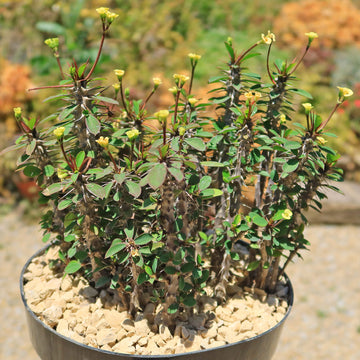 euphorbia zimmerpflanzen Euphorbia milii Yellow – Crown of Thorns
