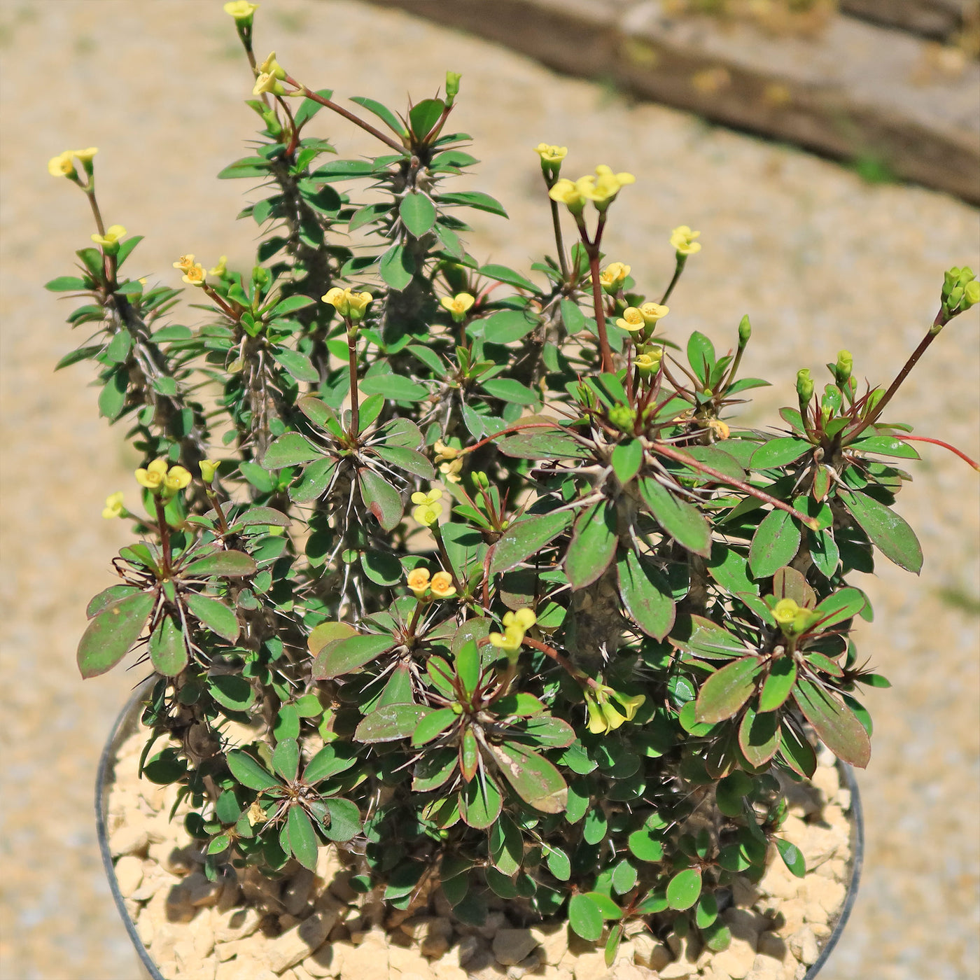 Euphorbia milii Yellow – Crown of Thorns