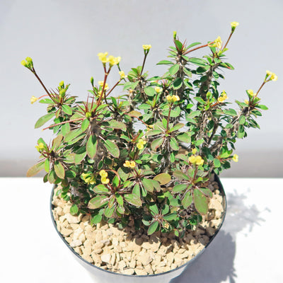 Euphorbia milii Yellow – Crown of Thorns