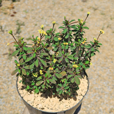 Euphorbia milii Yellow – Crown of Thorns