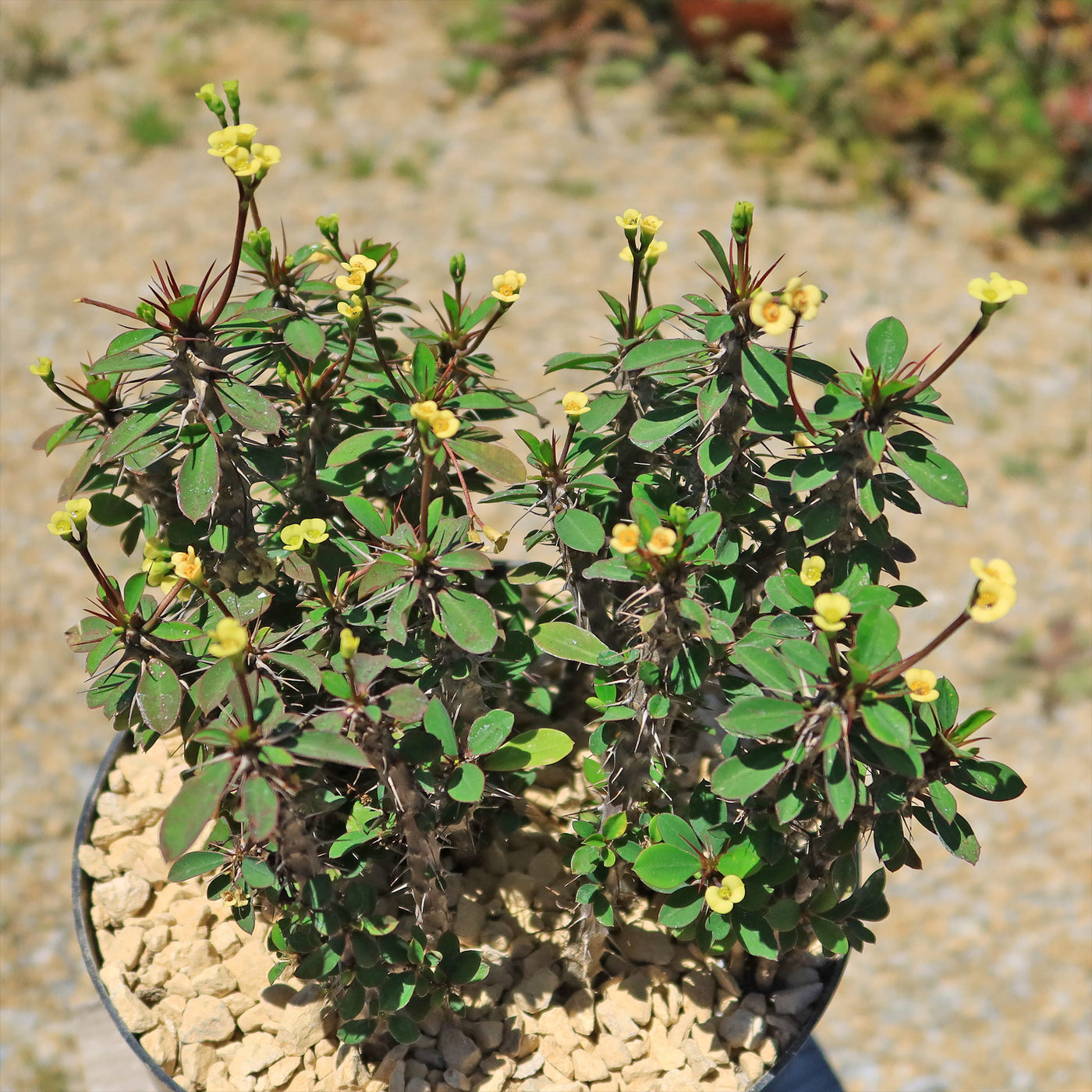 Euphorbia milii Yellow – Crown of Thorns