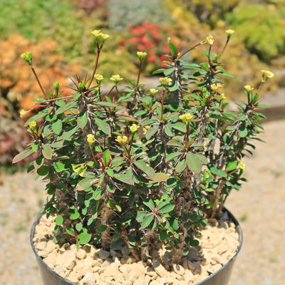 Euphorbia milii Yellow – Crown of Thorns