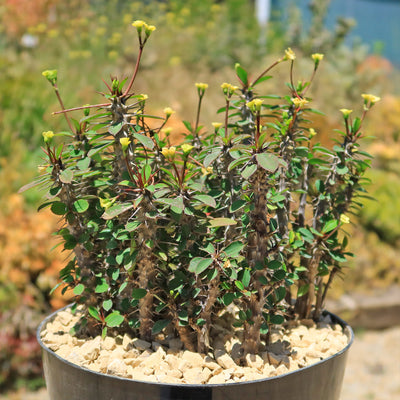 Euphorbia milii Yellow – Crown of Thorns