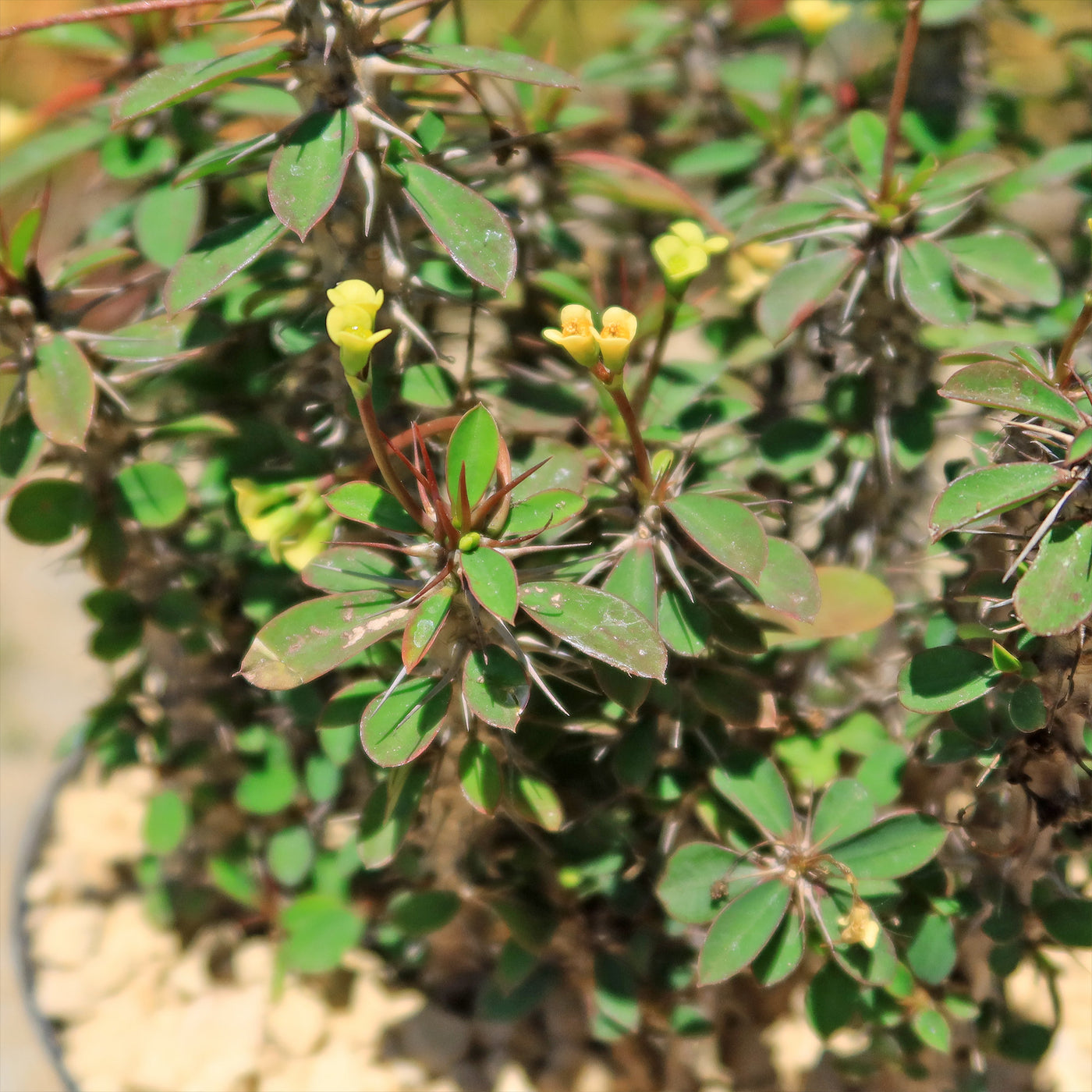 Euphorbia milii Yellow – Crown of Thorns