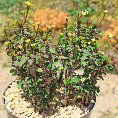 Euphorbia milii Yellow – Crown of Thorns