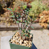 Euphorbia milii Yellow – Crown of Thorns