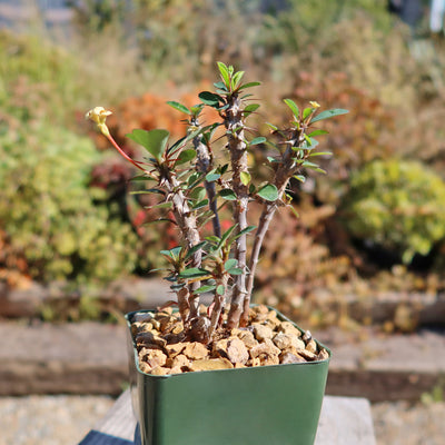 Euphorbia milii Yellow – Crown of Thorns