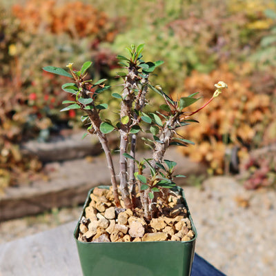 Euphorbia milii Yellow – Crown of Thorns