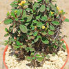 Euphorbia milii Yellow – Crown of Thorns