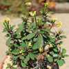 Euphorbia milii Yellow – Crown of Thorns