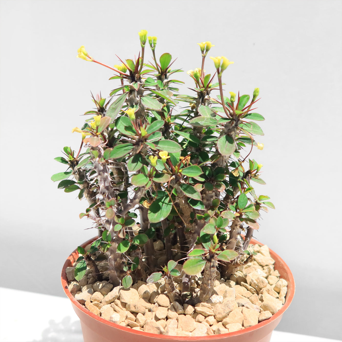 Euphorbia milii Yellow – Crown of Thorns