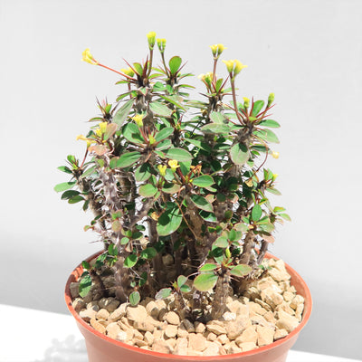 Euphorbia milii Yellow – Crown of Thorns