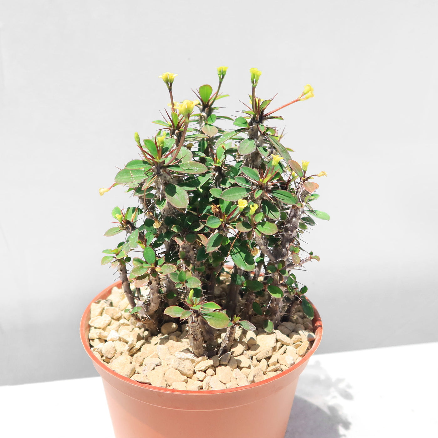 Euphorbia milii Yellow – Crown of Thorns