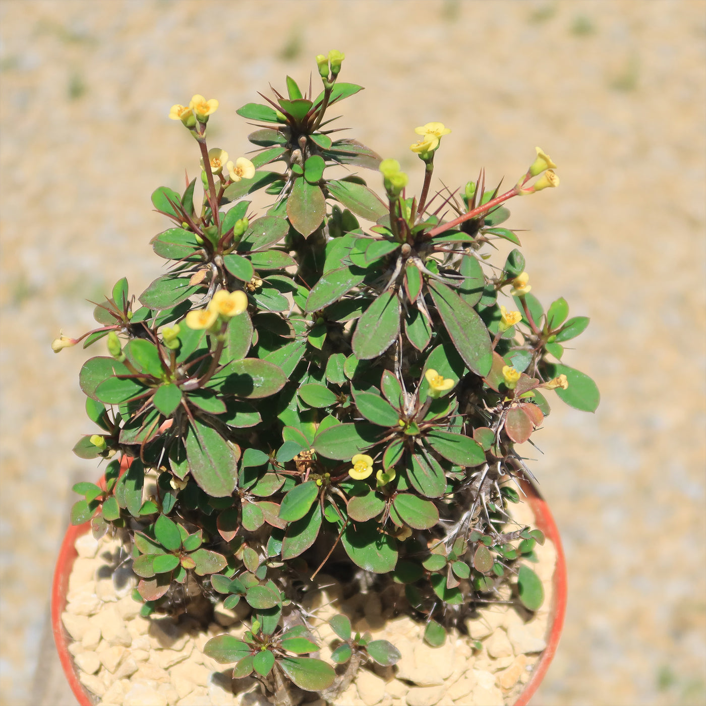 small yellow flower house plant Shop 'Euphorbia milii Yellow – Crown of Thorns' Care and Info