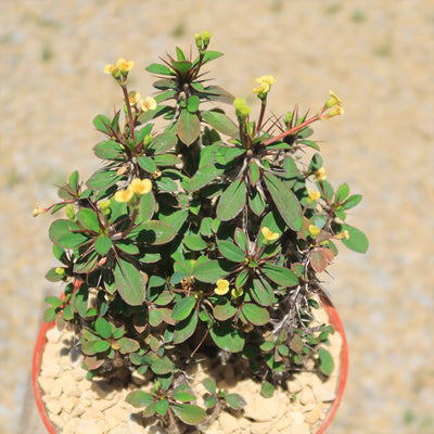 Euphorbia milii Yellow – Crown of Thorns