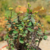 Euphorbia milii Yellow – Crown of Thorns