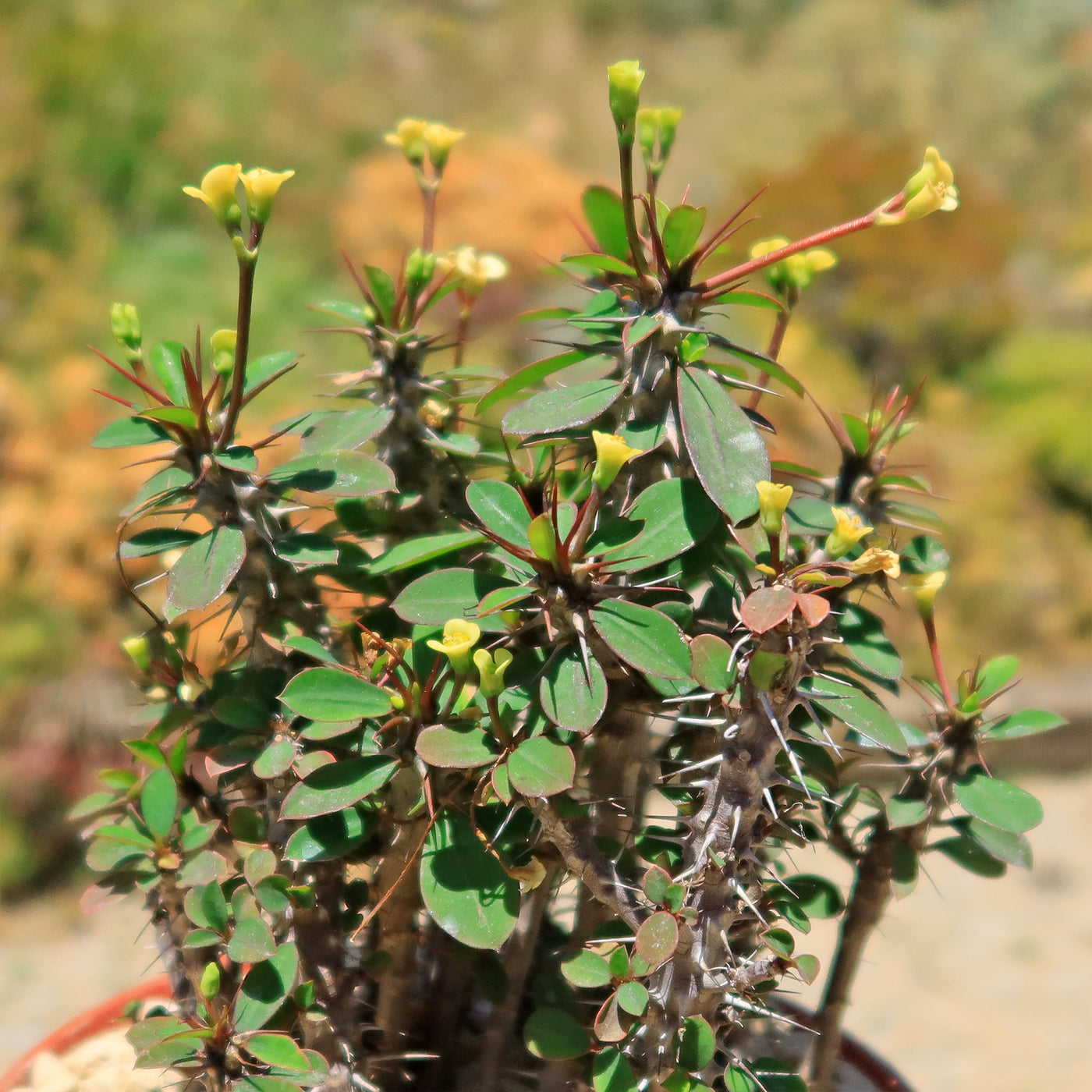 Euphorbia milii Yellow – Crown of Thorns