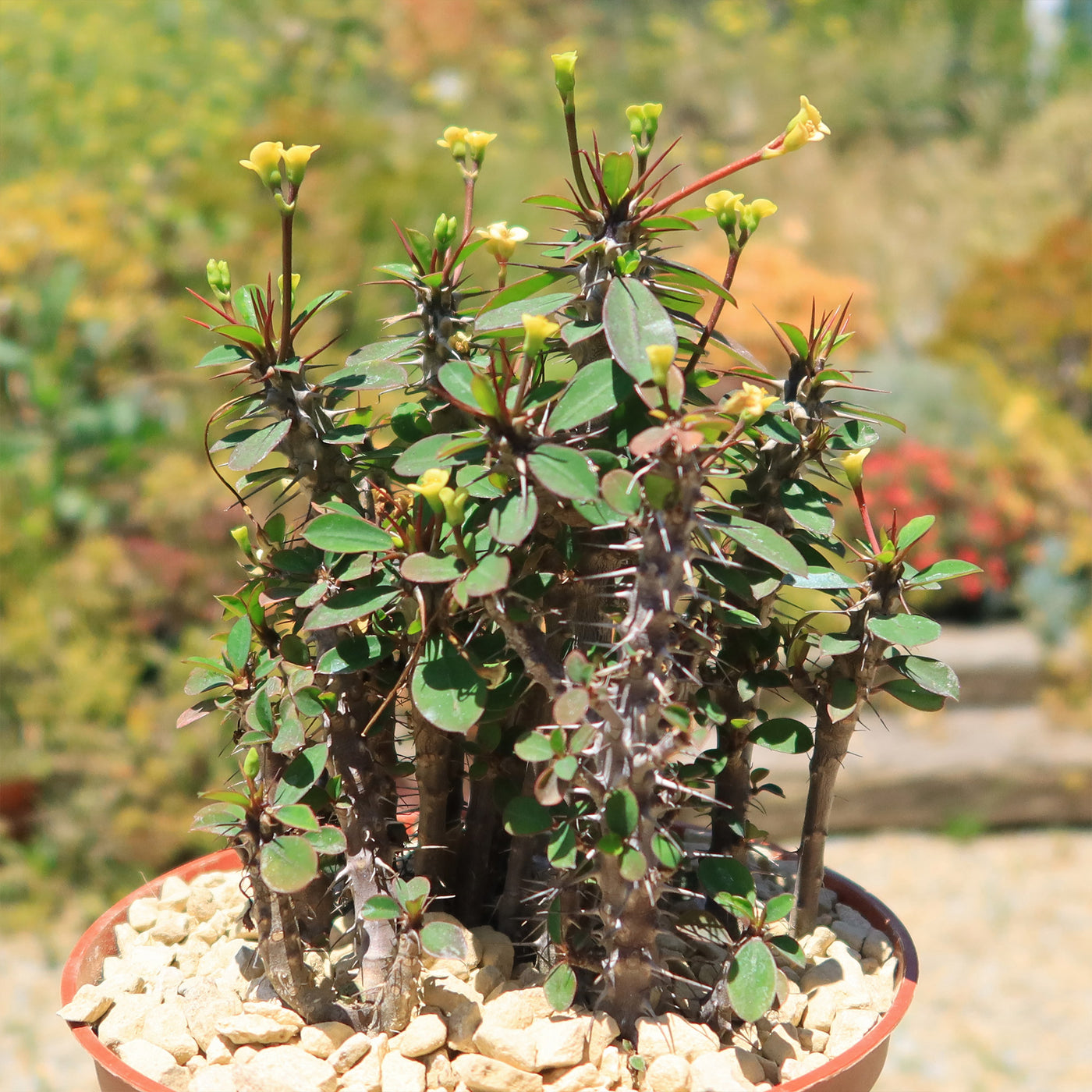 Euphorbia milii Yellow – Crown of Thorns