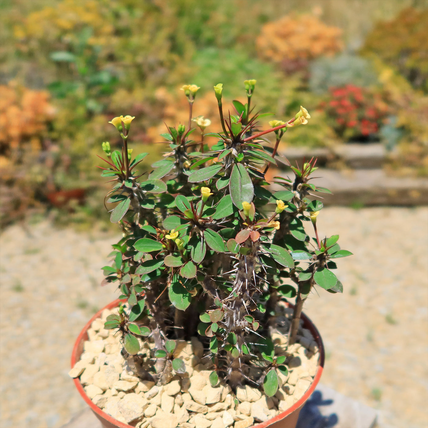 Euphorbia milii Yellow – Crown of Thorns