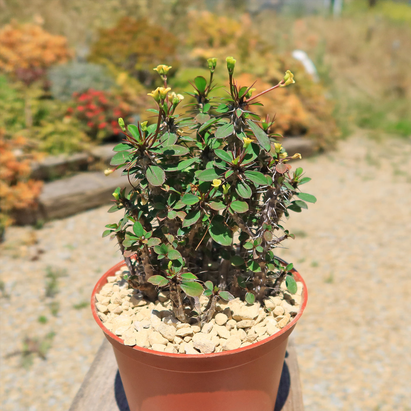 Euphorbia milii Yellow – Crown of Thorns