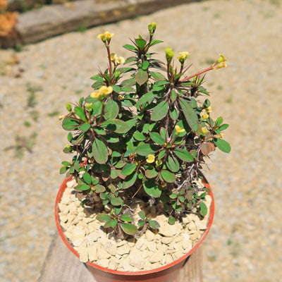 Euphorbia milii Yellow – Crown of Thorns